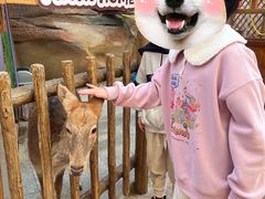 -杭州开元森泊度假乐园