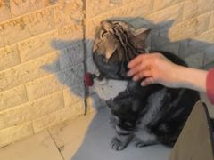 -平行世界·猫咖(首经贸店)