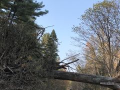 -五营红松林海景区