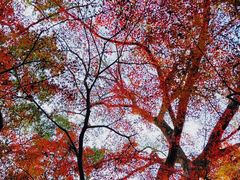 -九曜山
