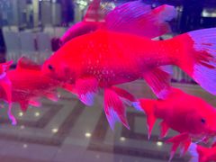 -良友·海鲜青岛菜(五四广场店)