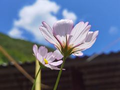 -牛背梁国家森林公园