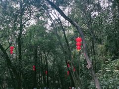 -滴水岩森林公园