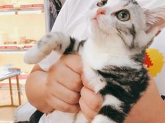 -lincat·猫舍(广州店)