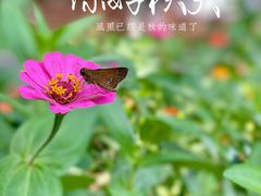 -小陆莲花蟹园农家乐(莲花岛店)
