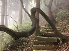 -武陵山森林公园