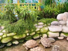 -南宫五洲植物乐园