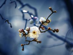 -梅花山(明孝陵内)