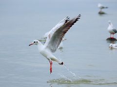 -深圳湾公园(南山区)