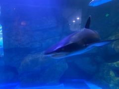 -石家庄极地海洋世界