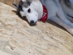 小苹果-Husky Go! 哈士奇体验馆·宠物咖啡厅狗咖