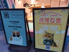 -飞行喵MR PILOT|猫舍·猫咖(静安大融城店)