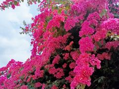 -广东惠东海龟国家级自然保护区