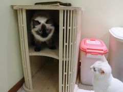 -猫和宫(六道口店)