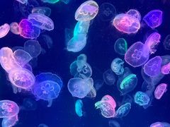 -海合安成都极地海洋公园