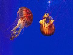 -上海海洋水族馆