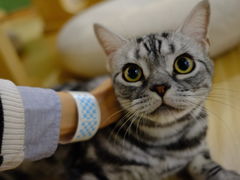 -猫和宫(六道口店)