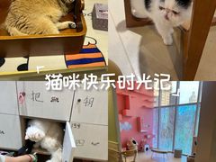 -藏猫猫咖啡主题馆(中央大道店)