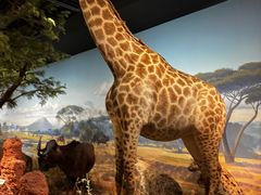 -陕西自然博物馆