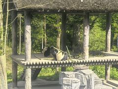 -中国大熊猫保护研究中心雅安碧峰峡基地