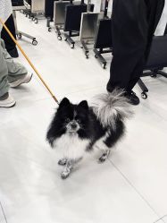 -DL HOPE明星造型