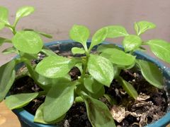 -梁溪河畔·吉府花园(南长街南下塘店)