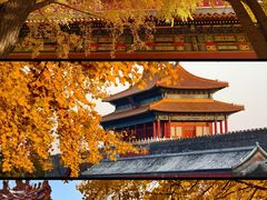 -三里屯东五街银杏大道