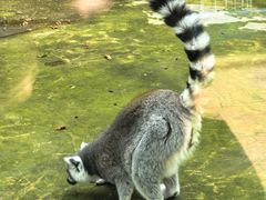 -栾川竹海野生动物园