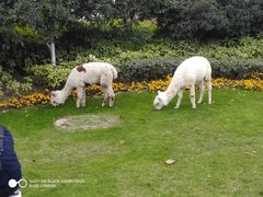 -西山漾湿地公园