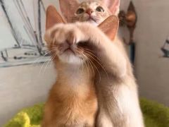 -猫十亿·布偶金渐层·曼基康矮脚猫舍(青年路店)