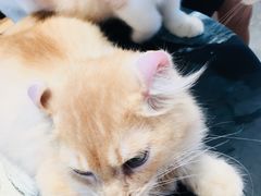 -瞄一喵猫咖(格力海岸店)