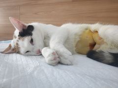 -爱侣宠医·鹦鹉专科·小型哺乳类·异宠专科(灵石路店)