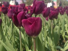 -厦门园林博览苑