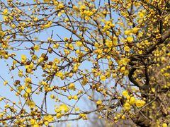 -三圣花乡旅游区