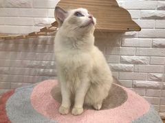 -momokira米努特·德文卷毛猫·棉花面纱犬
