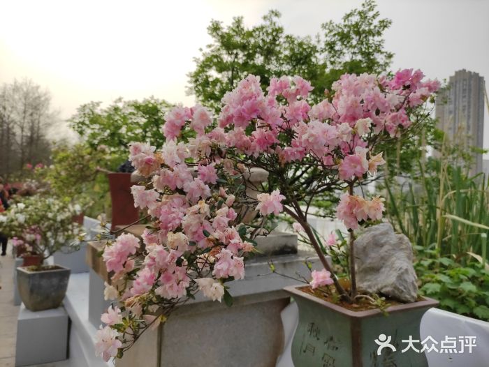 琴亭湖公园图片
