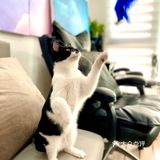 《美甲：猫眼石+金箔+净色》 上次整咗指甲之后