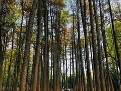 -杭州植物园