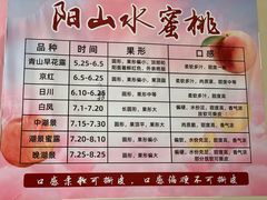 -老袁家蜜桃农场·阳山水蜜桃