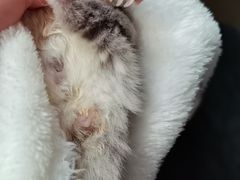 -爱侣宠医·鹦鹉专科·小型哺乳类·异宠专科(灵石路店)