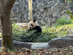 -都江堰中华大熊猫苑