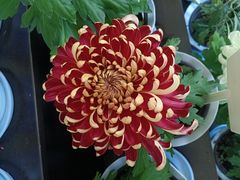 -杭州植物园