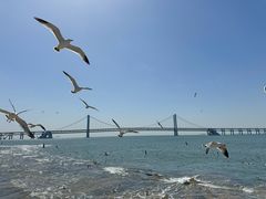 -星海湾跨海大桥