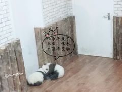 景点-成都大熊猫繁育研究基地
