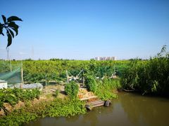-樂桃源奉贤黄桃种植采摘基地