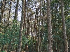 -铁山坪森林公园