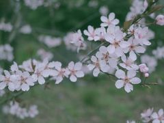 -上海滨江森林公园