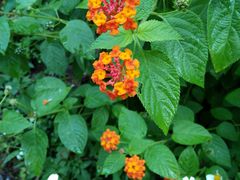 -龙坑生态保护区