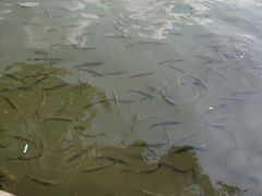 -西湖外事游船(花港观鱼码头)