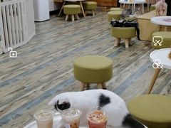 大堂-喵匠猫主题咖啡(凯德和平广场店)
